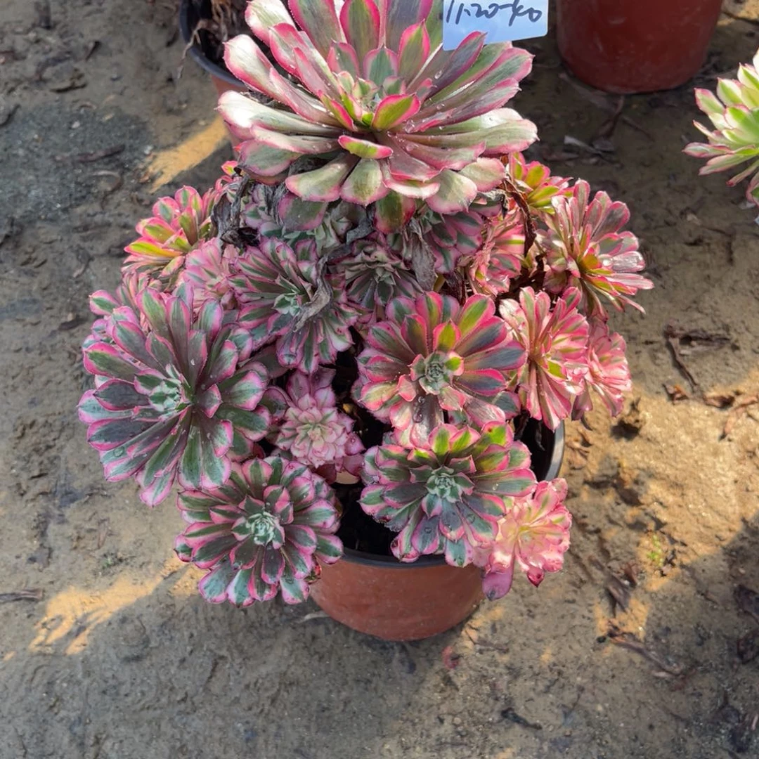 11-20-40红铜葫锦法师锦