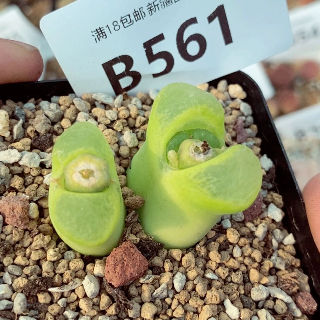 我的小姐姐们都是我561