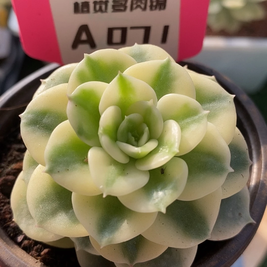 71拉牡丹哈哈哈哈哈哈哈