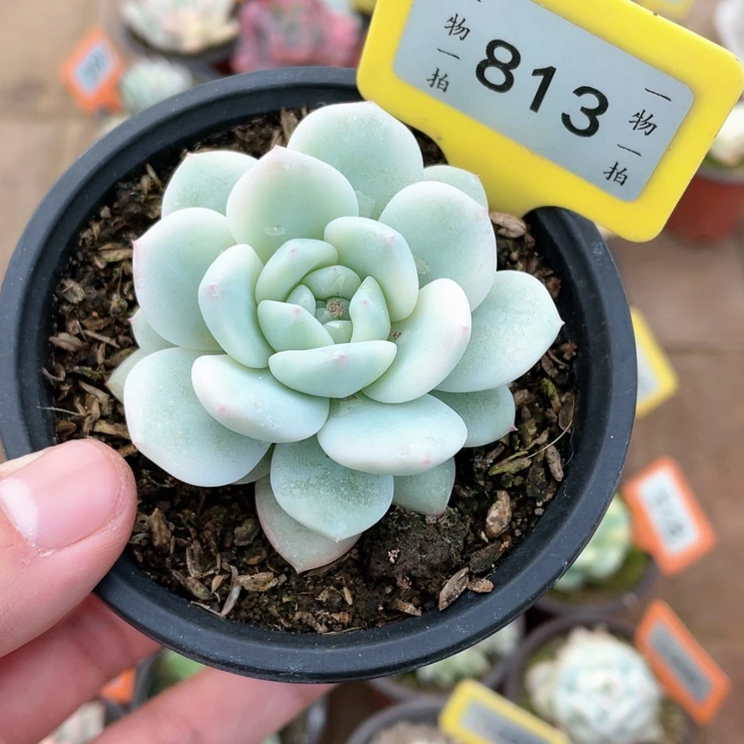 【闪购商品】813号
