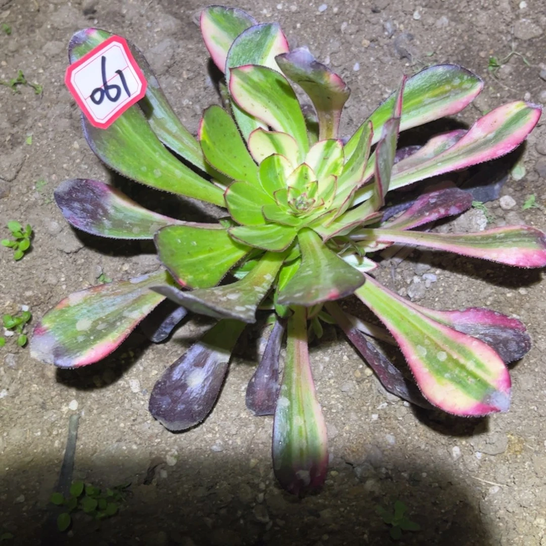 061多肉植物花蝴蝶捧花