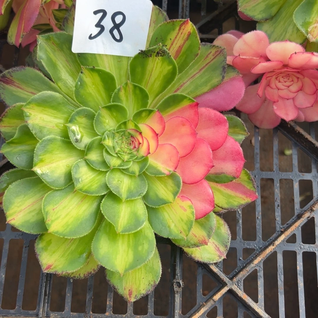 极**魂精品多肉植物038