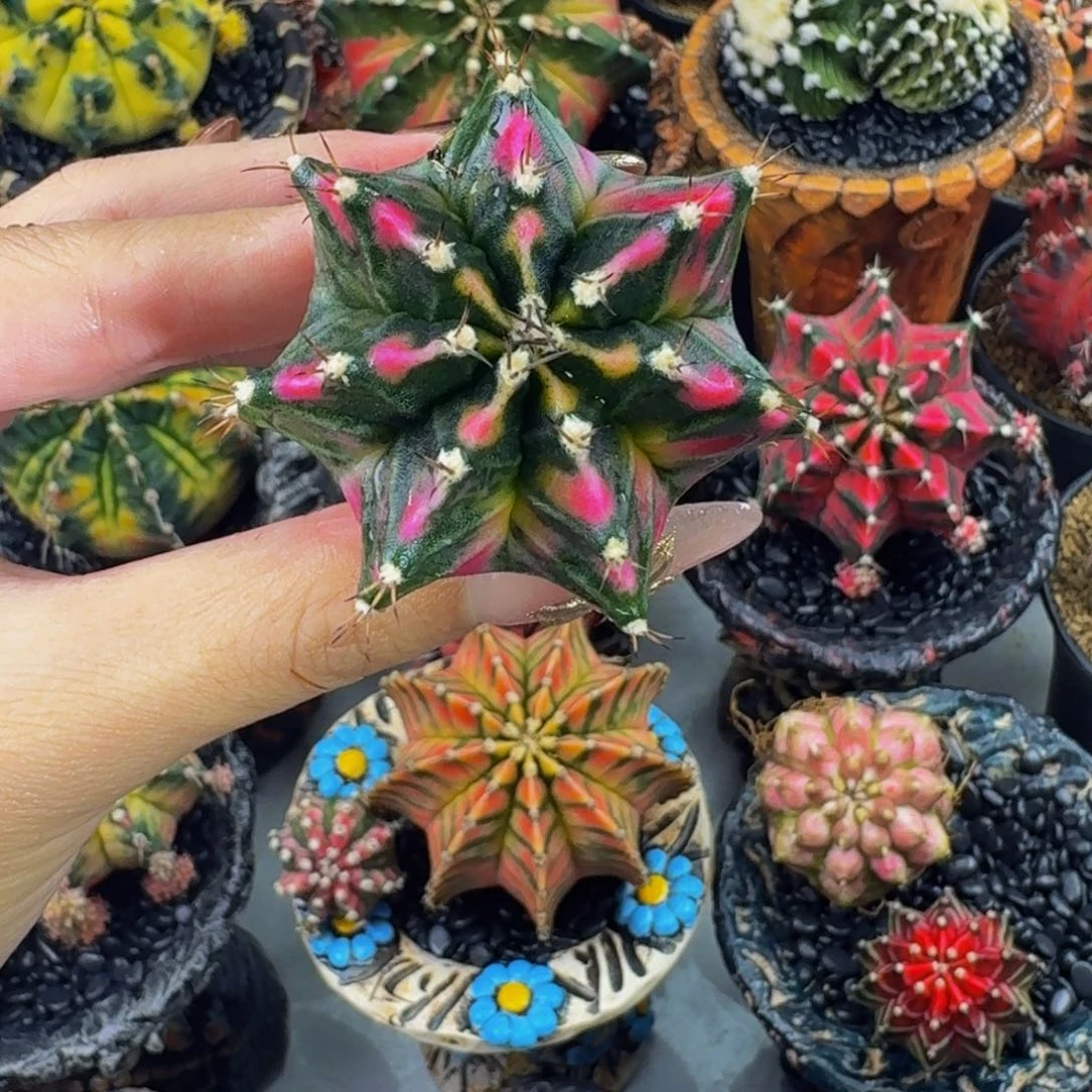 山竹后代锦0000000008