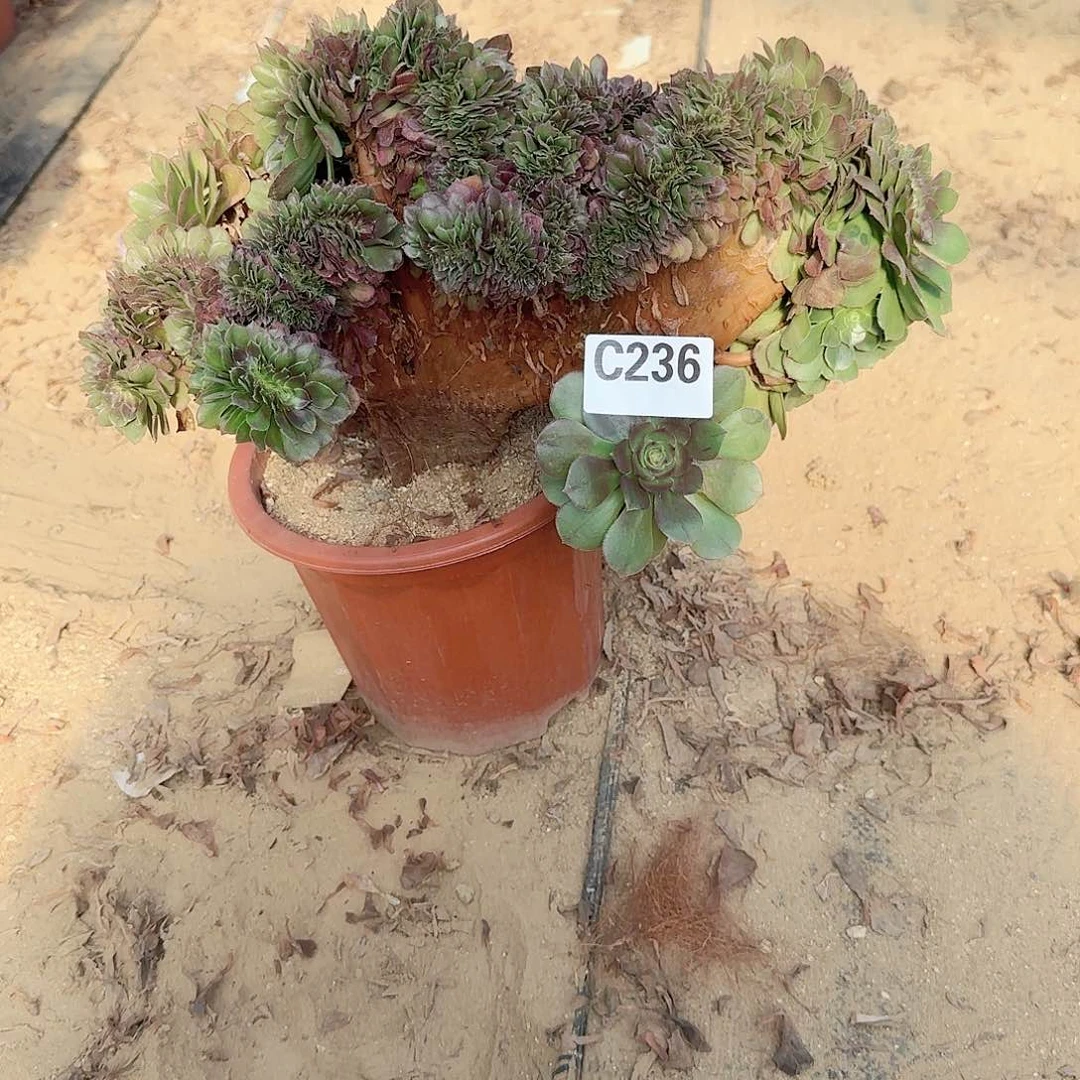 236万缀一颗呀呀