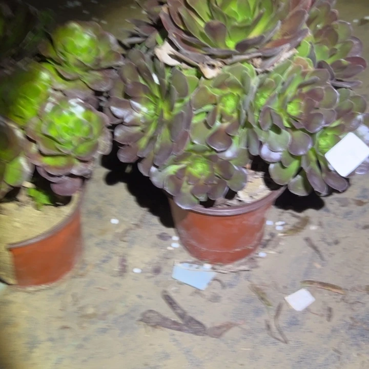 不包侧枝一物一拍92