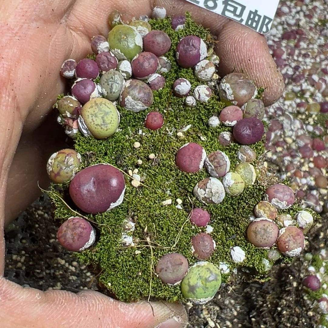 【闪购商品】 022。