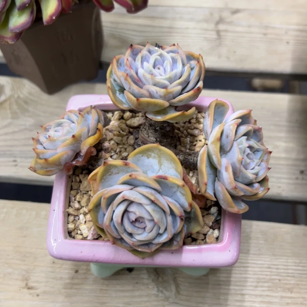 蓝色惊喜18 零零多肉植物