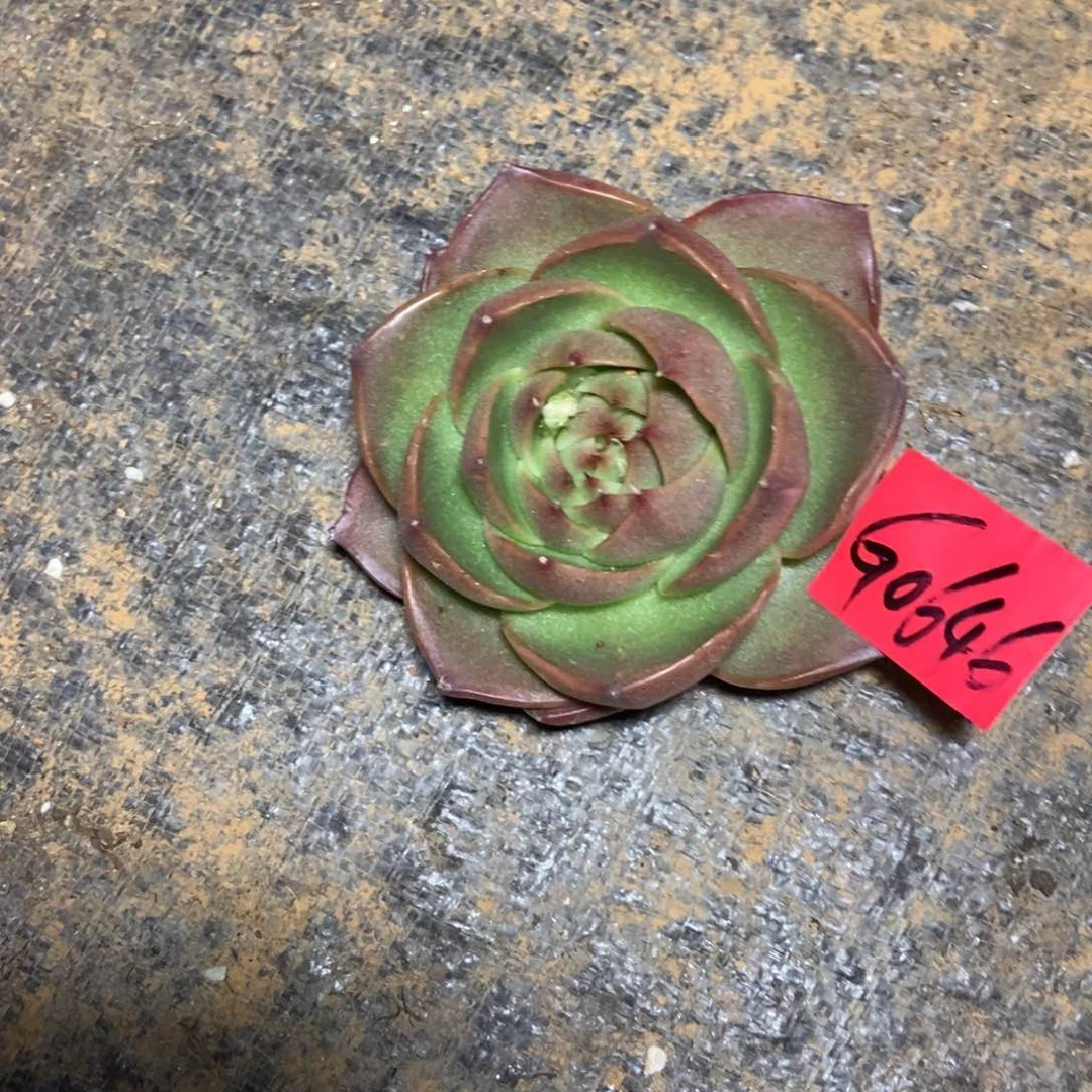 张*然多肉植物多肉植物0646