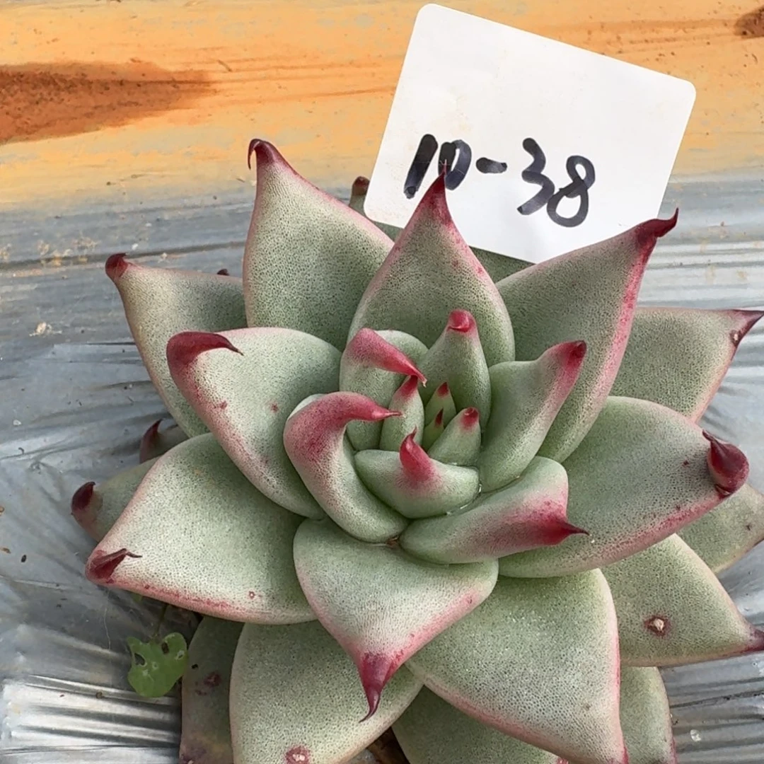 10-38龙抓东云一颗量拍发货