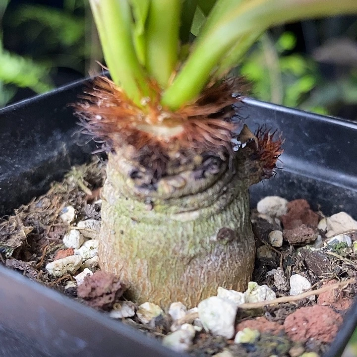 象鼻大戟带盆土发货