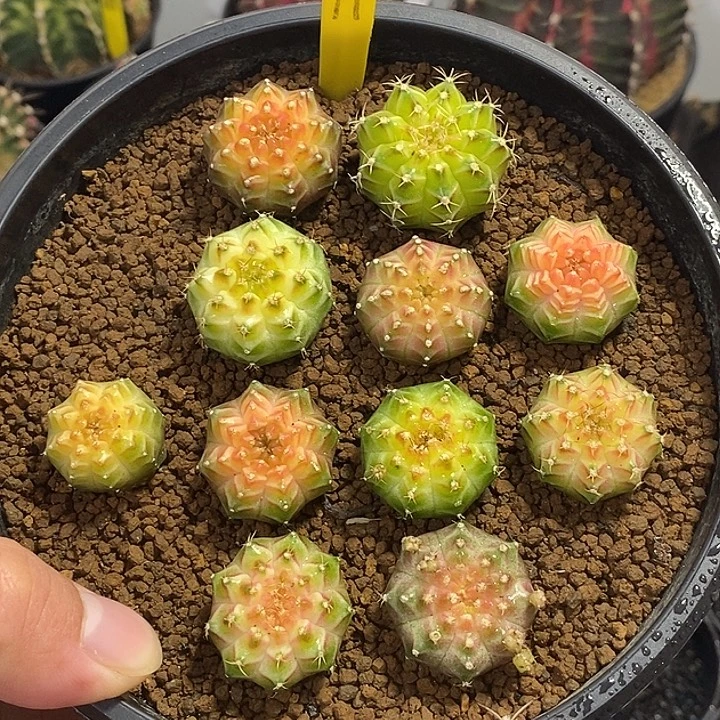 泰系轮回11颗—带盆土发货