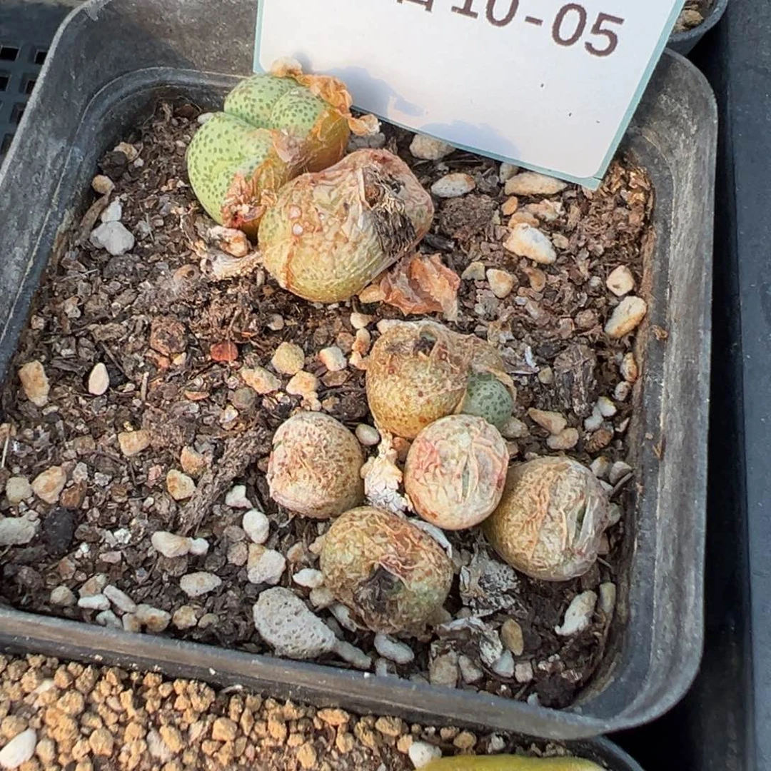 10-05肉锥多肉植物，