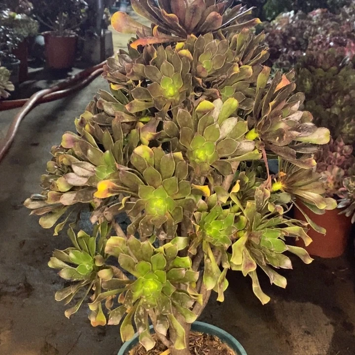 灰法多肉植物5。