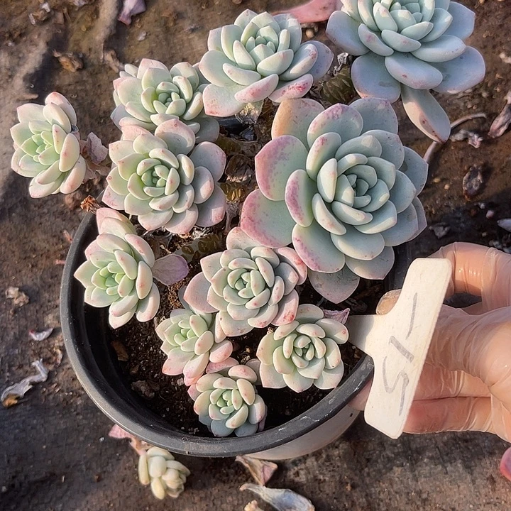 两单包邮，一物一拍冷香15