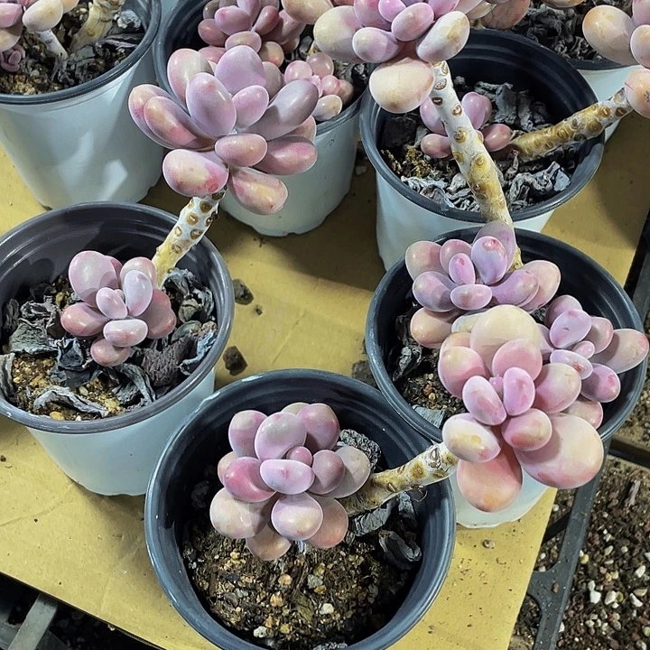 90盆老桃蛋带盆土发