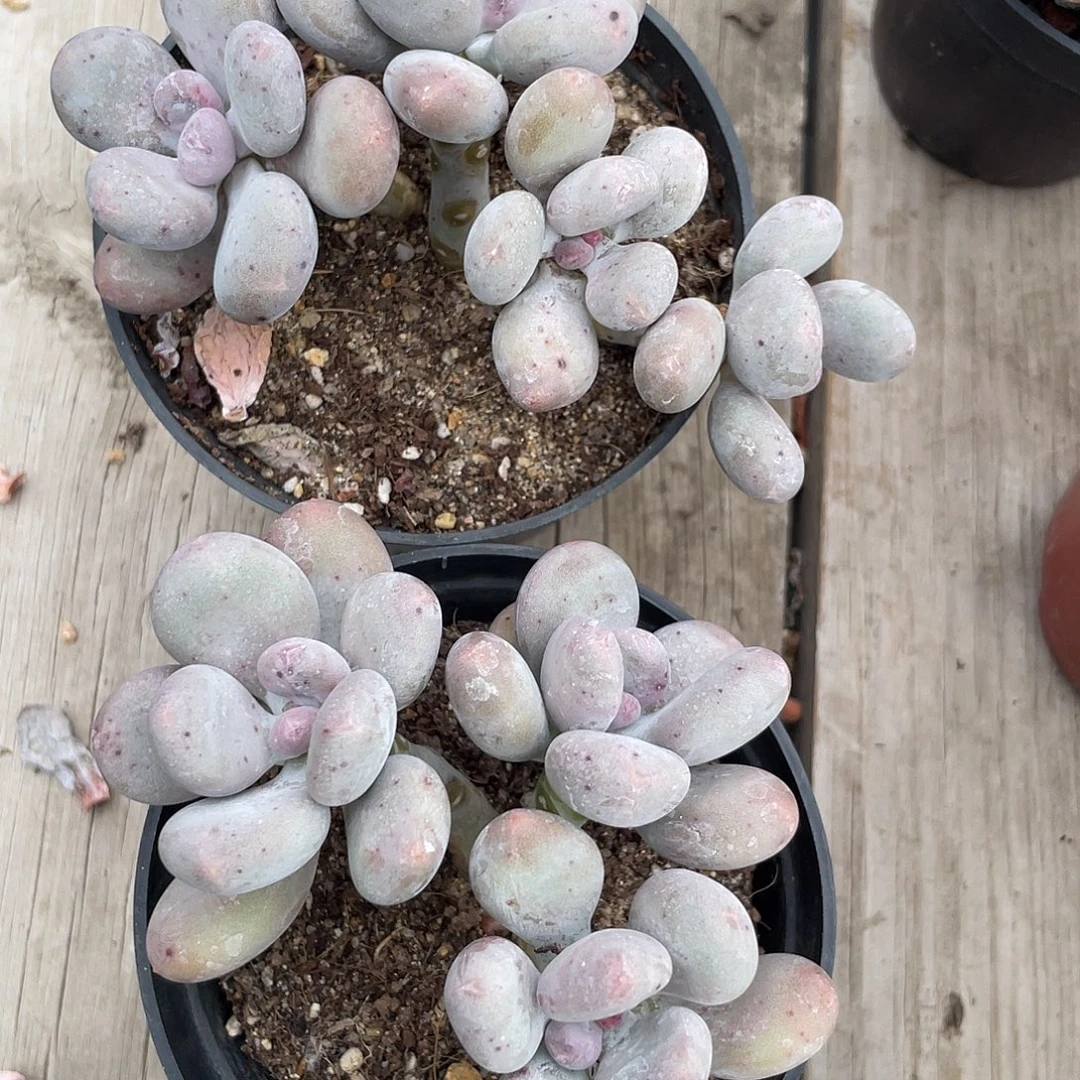 两盆大叶奶多肉植物