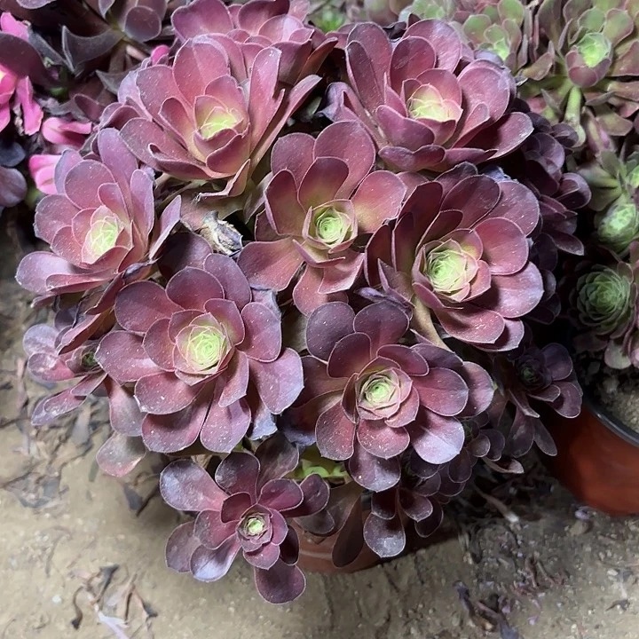 多肉植物魅金玫瑰19