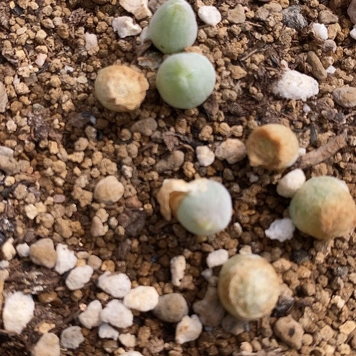 园艺宝辉1颗一颗