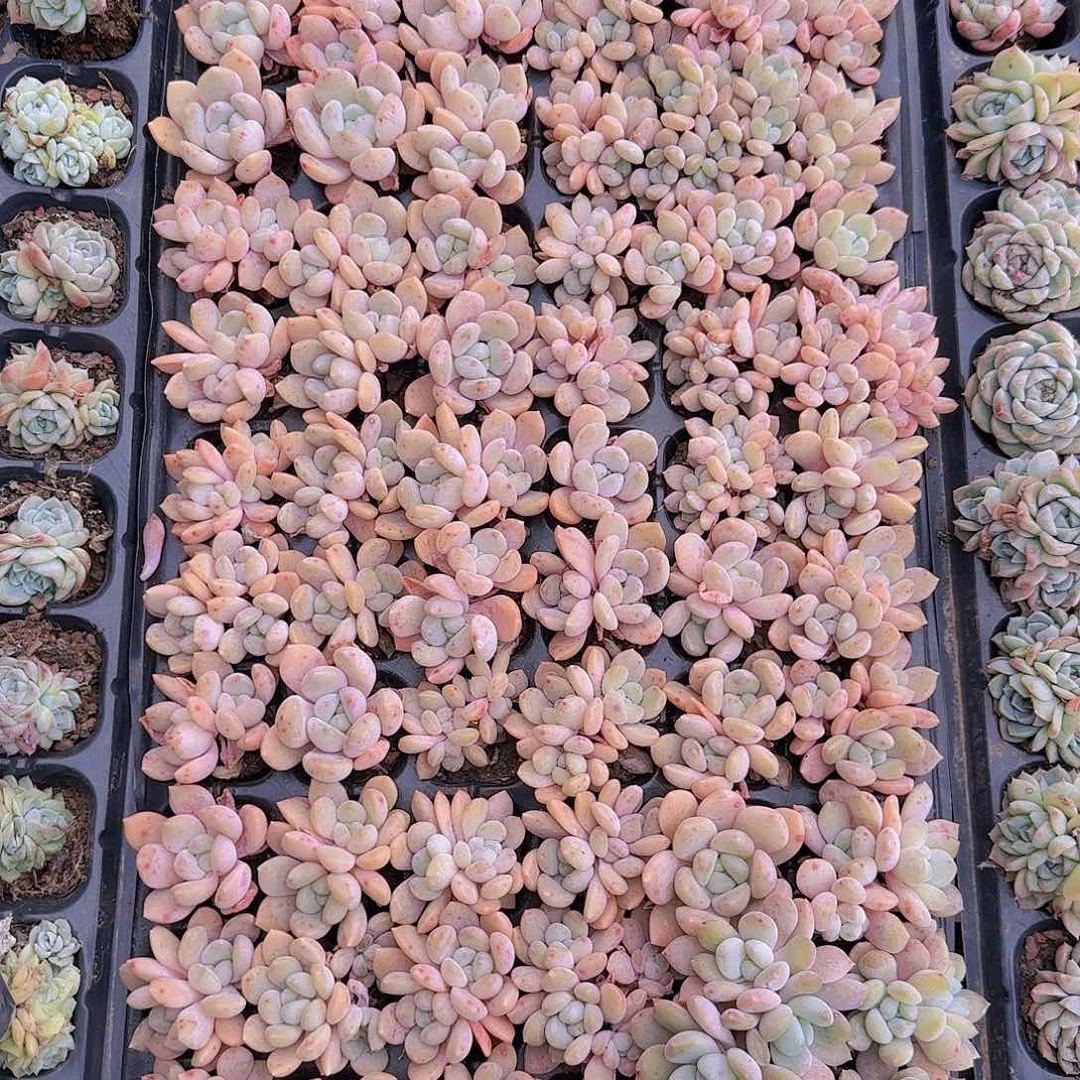 整盘72孔冰橙量拍