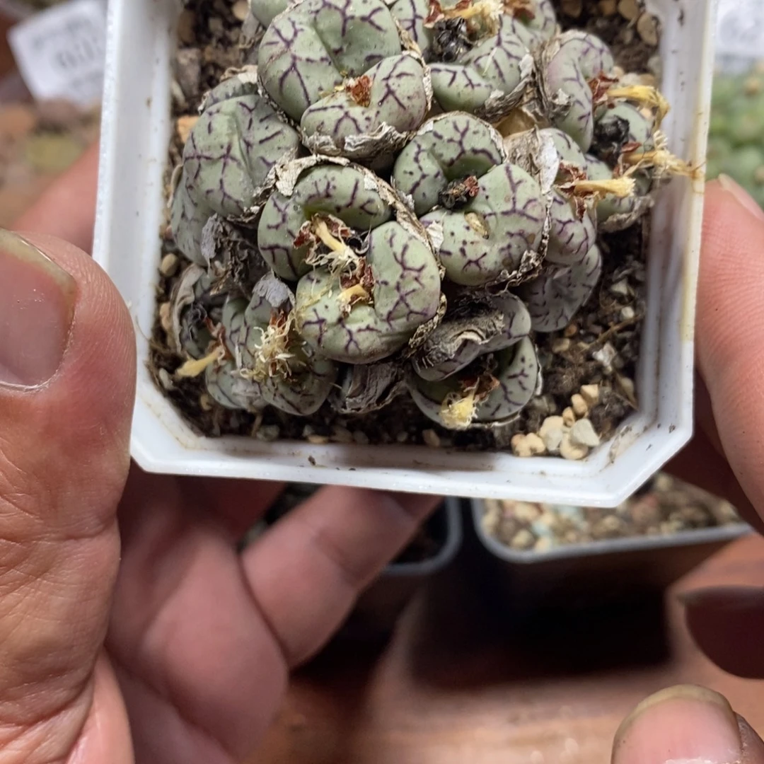 多肉蛋炒饭感谢您相伴630