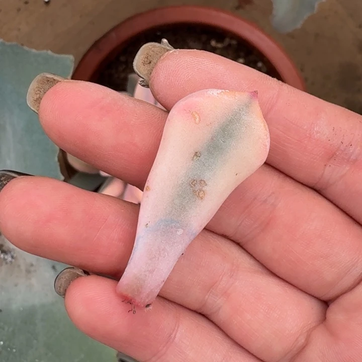 丘比特叶片一物一拍