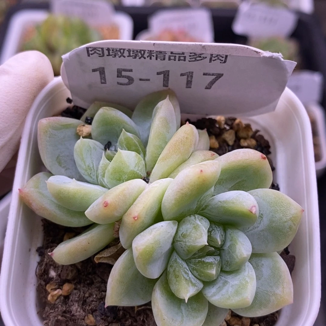 【闪购商品】15-117白泽