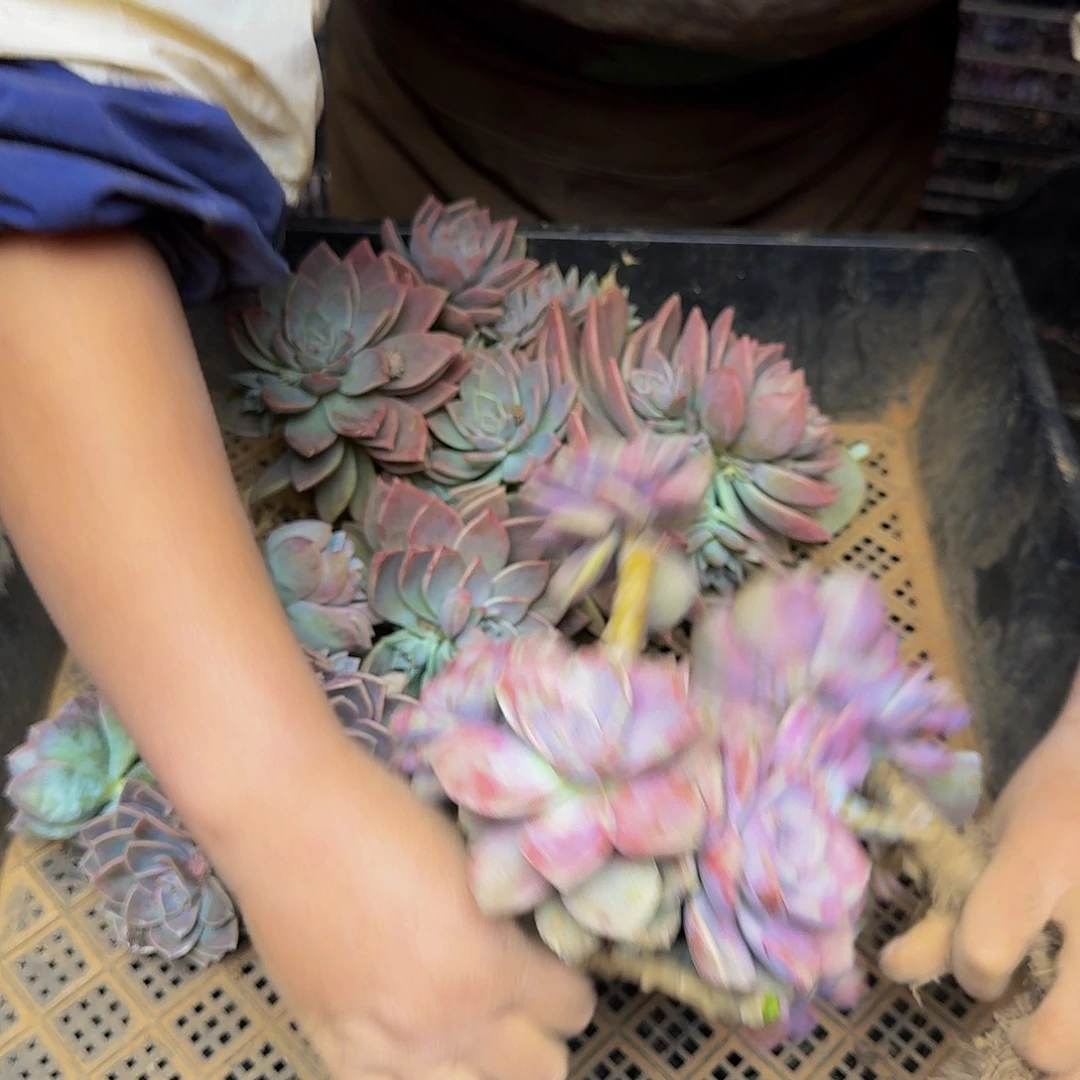 平**福多肉断枝 不包损1208