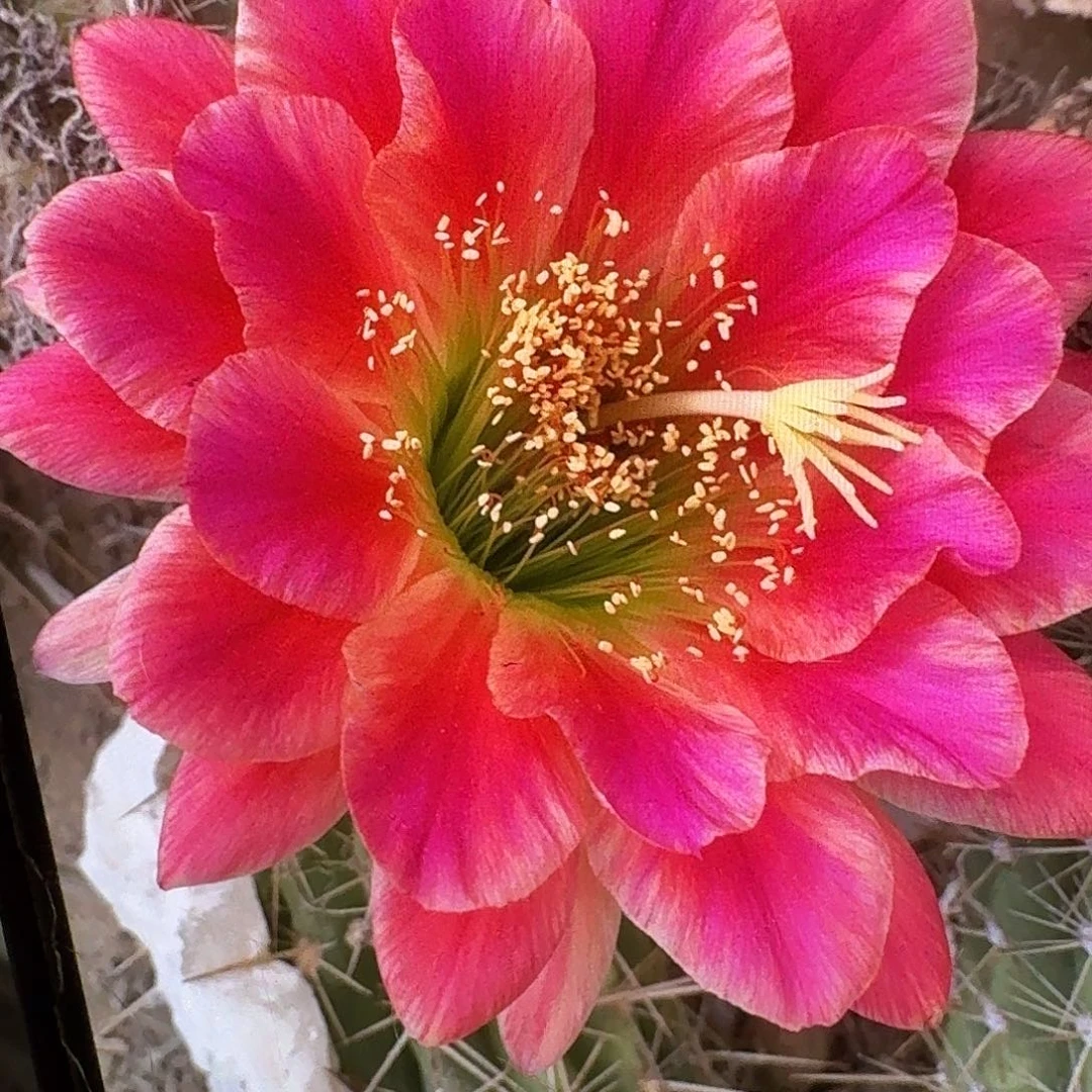 安妮特侧芽5公分毛花柱仙人球