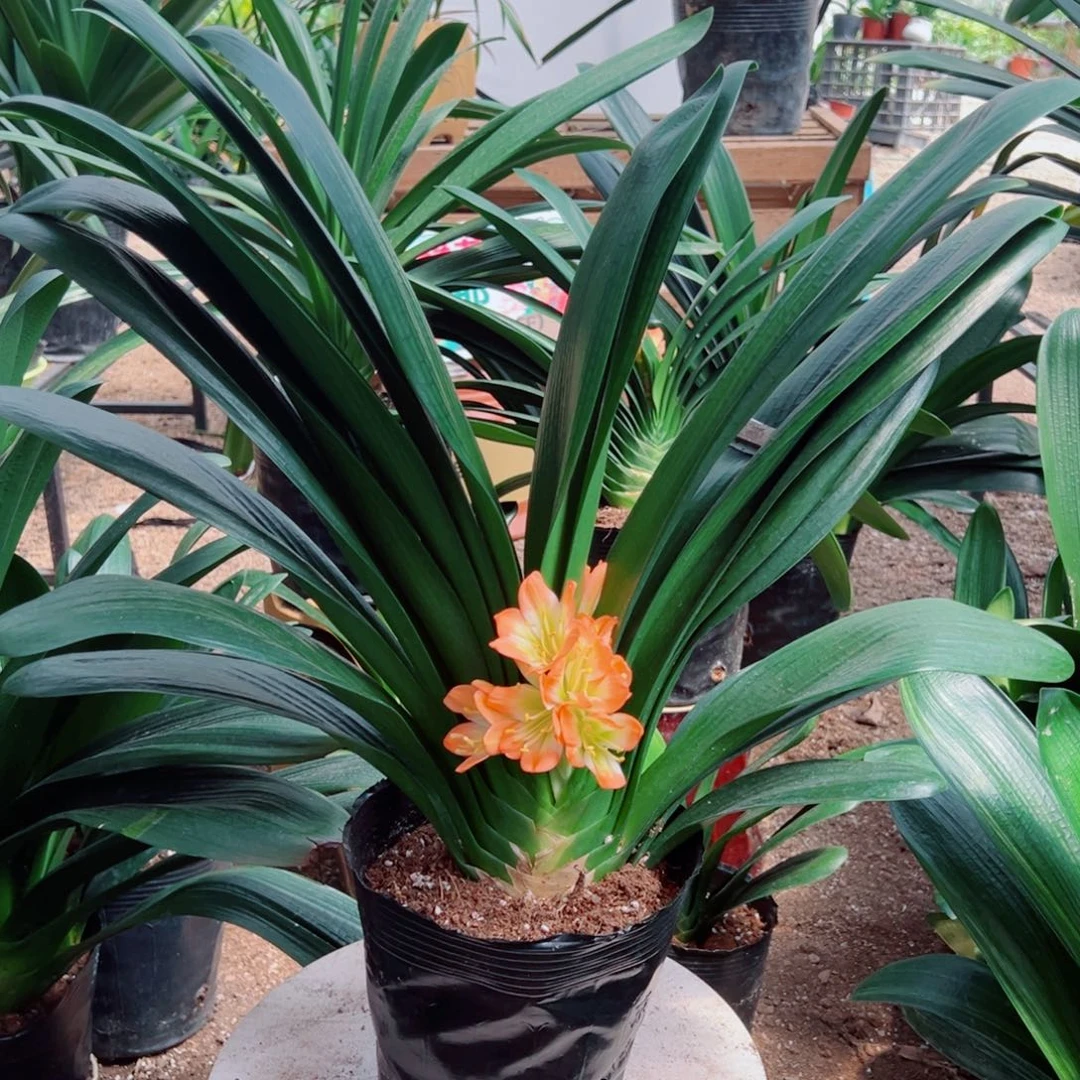 当前无花栽培后可以开花开花君子兰