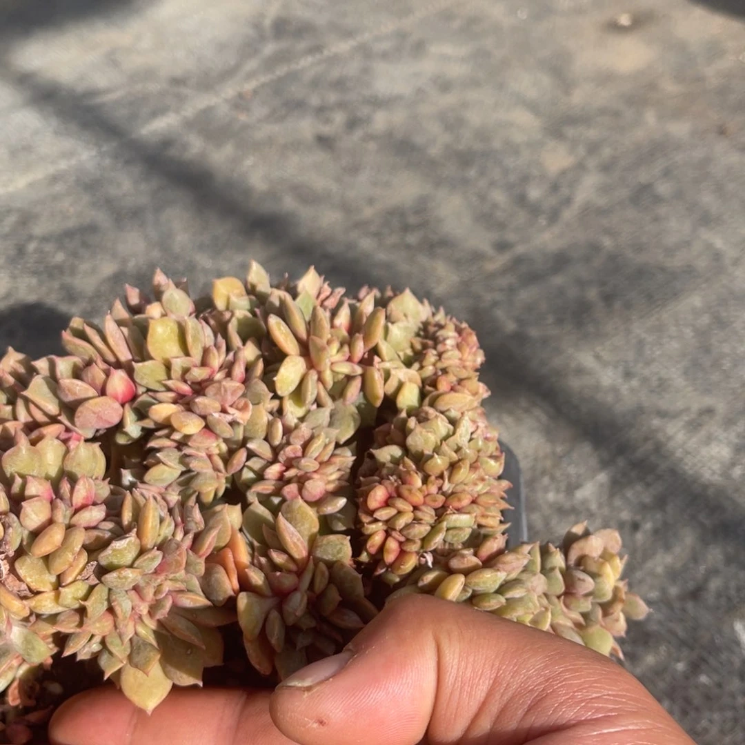 ʕ****37373738533553