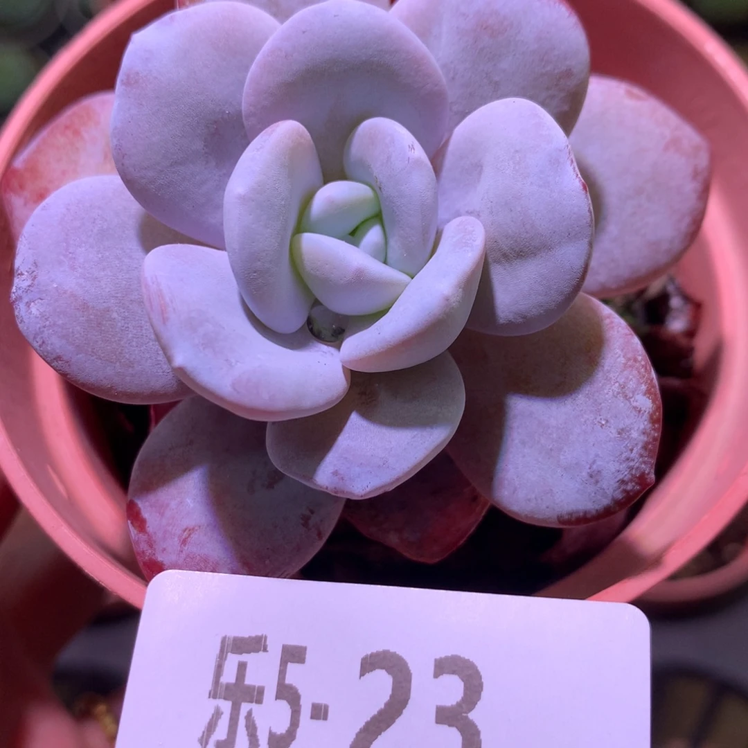 乐然 5-23 粉雪莲