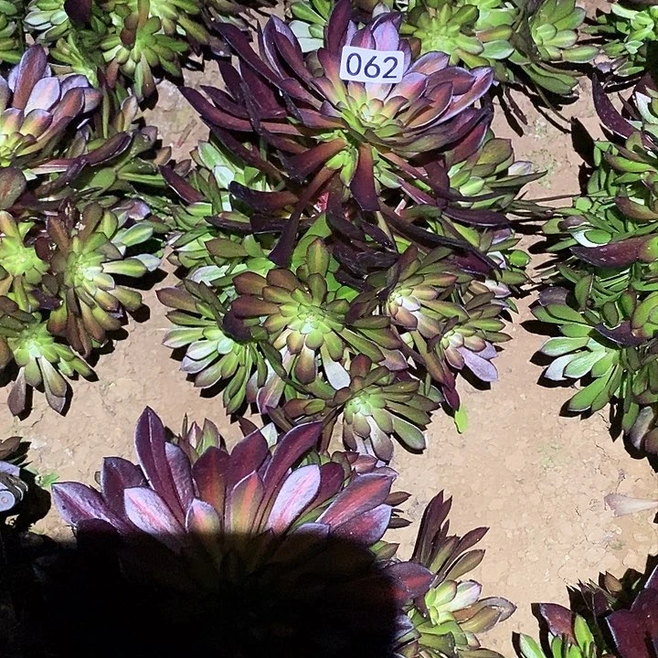 多肉植物法师62黑铜壶中班