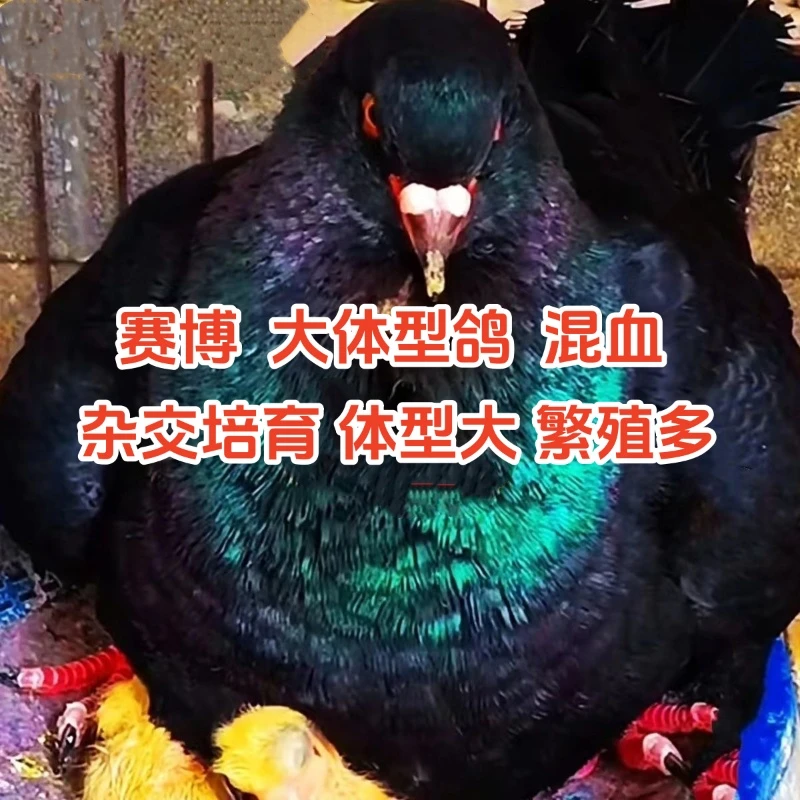 O赛博大体型鸽一斤左右包邮宠物鸡批发鸽子鸽子活的