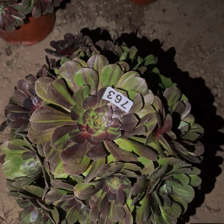 763墨染花月夜多肉植物