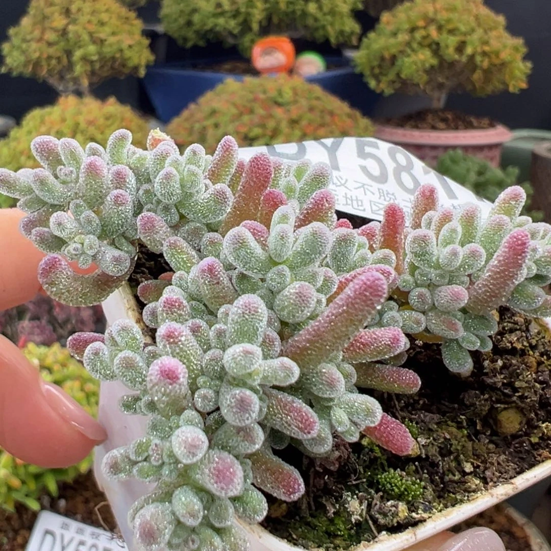 dy5817小精控冰晶冠幅5.5cm