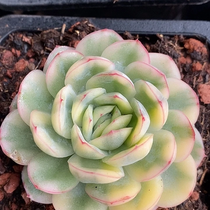 草莓冰腹轮锦多肉植物