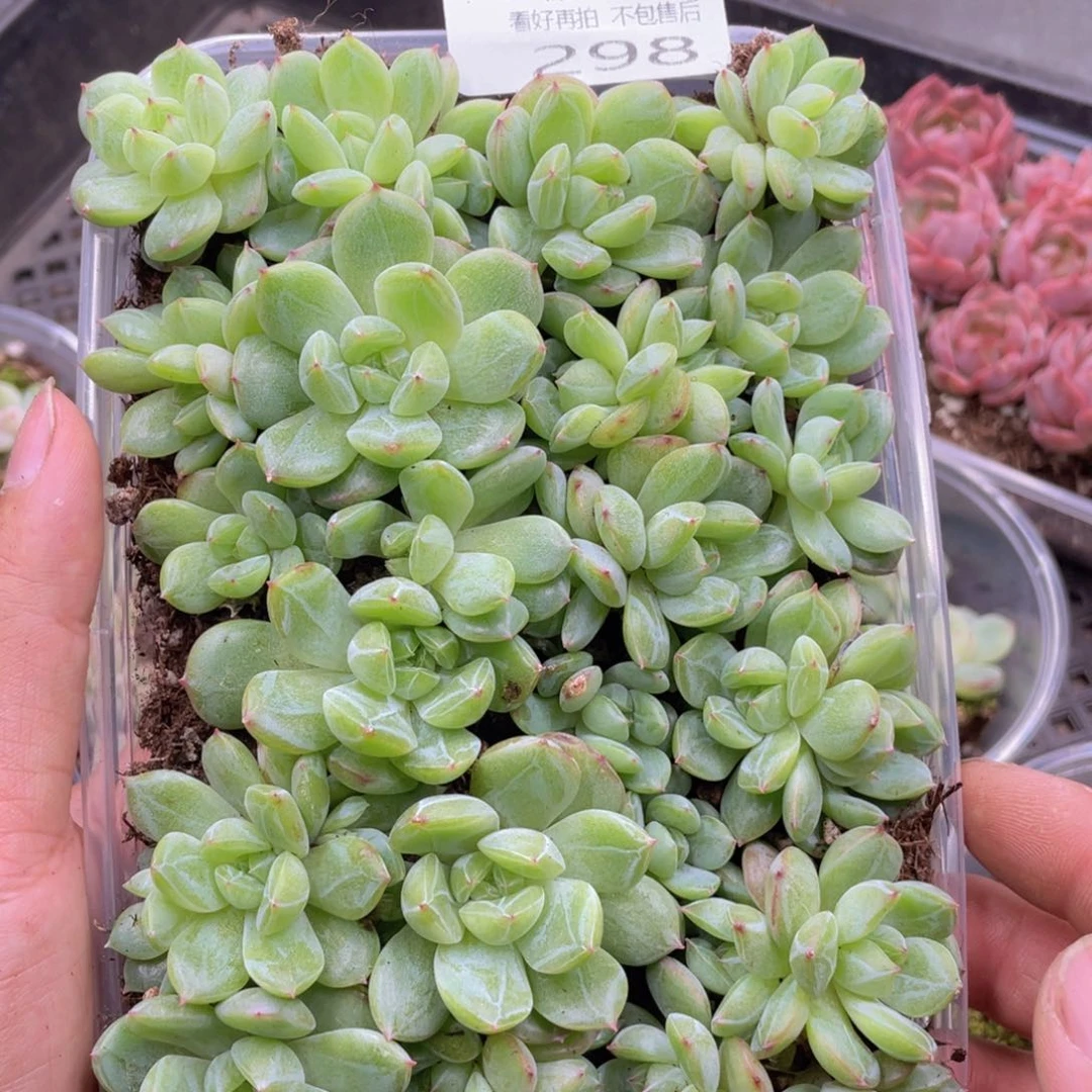 云糖心多肉植物298