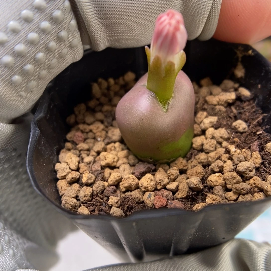 多肉植物肉锥杂交K-2797 吕杂