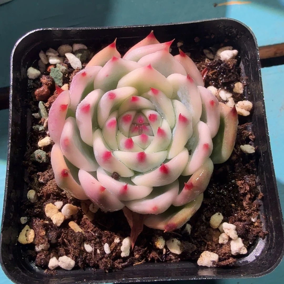 甘*粑吉娃娃锦，覆轮锦