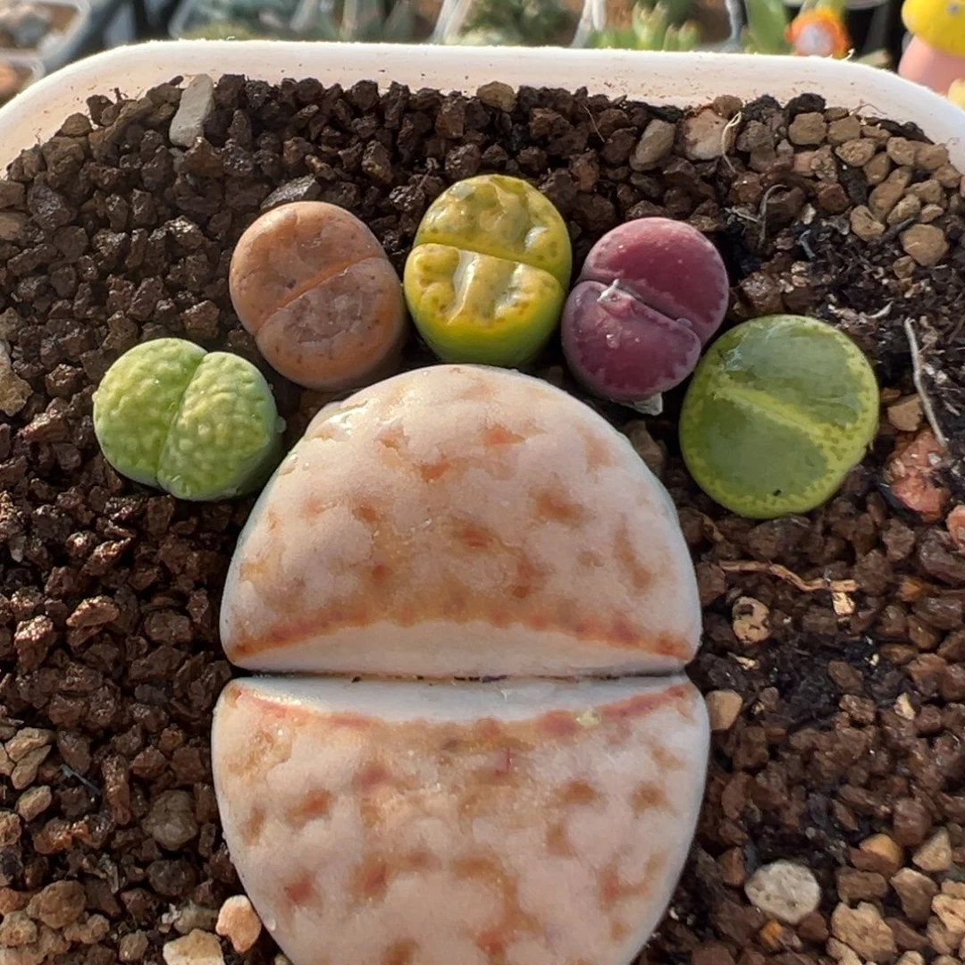 96多肉植物百科植物