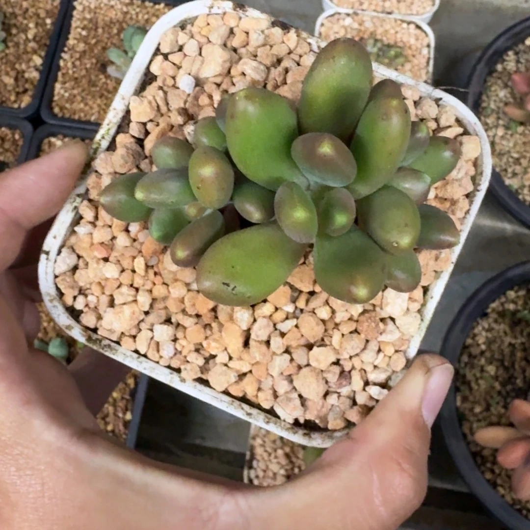 金吉拉 4头 一物一拍