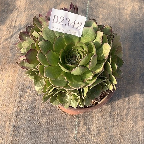 2342万圣节多肉法师锦