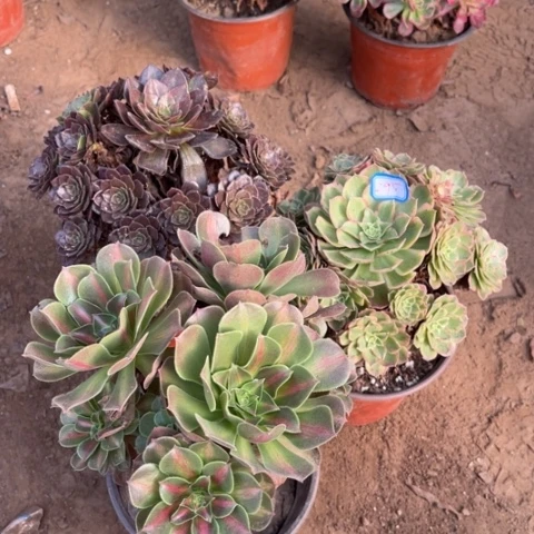 295多肉植物组合，