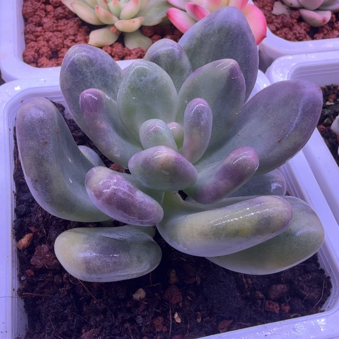 奶酪锦 多肉植物锦