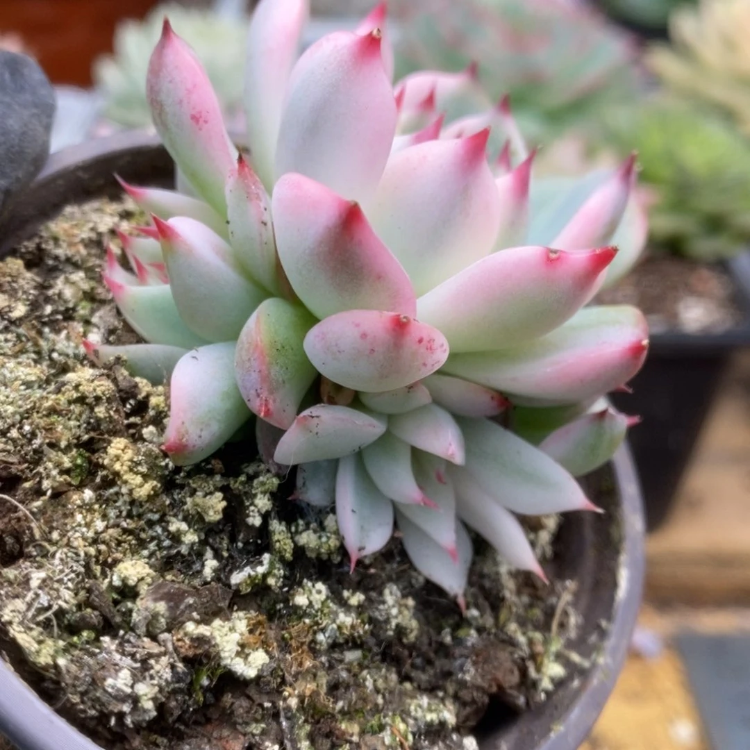 153锦锦锦锦锦锦锦