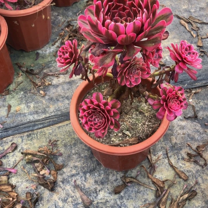 永***坊白月456000000000