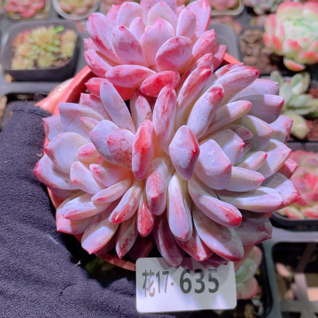 花利美17-635橙梦露