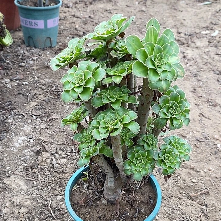 碧螺春多肉植物060