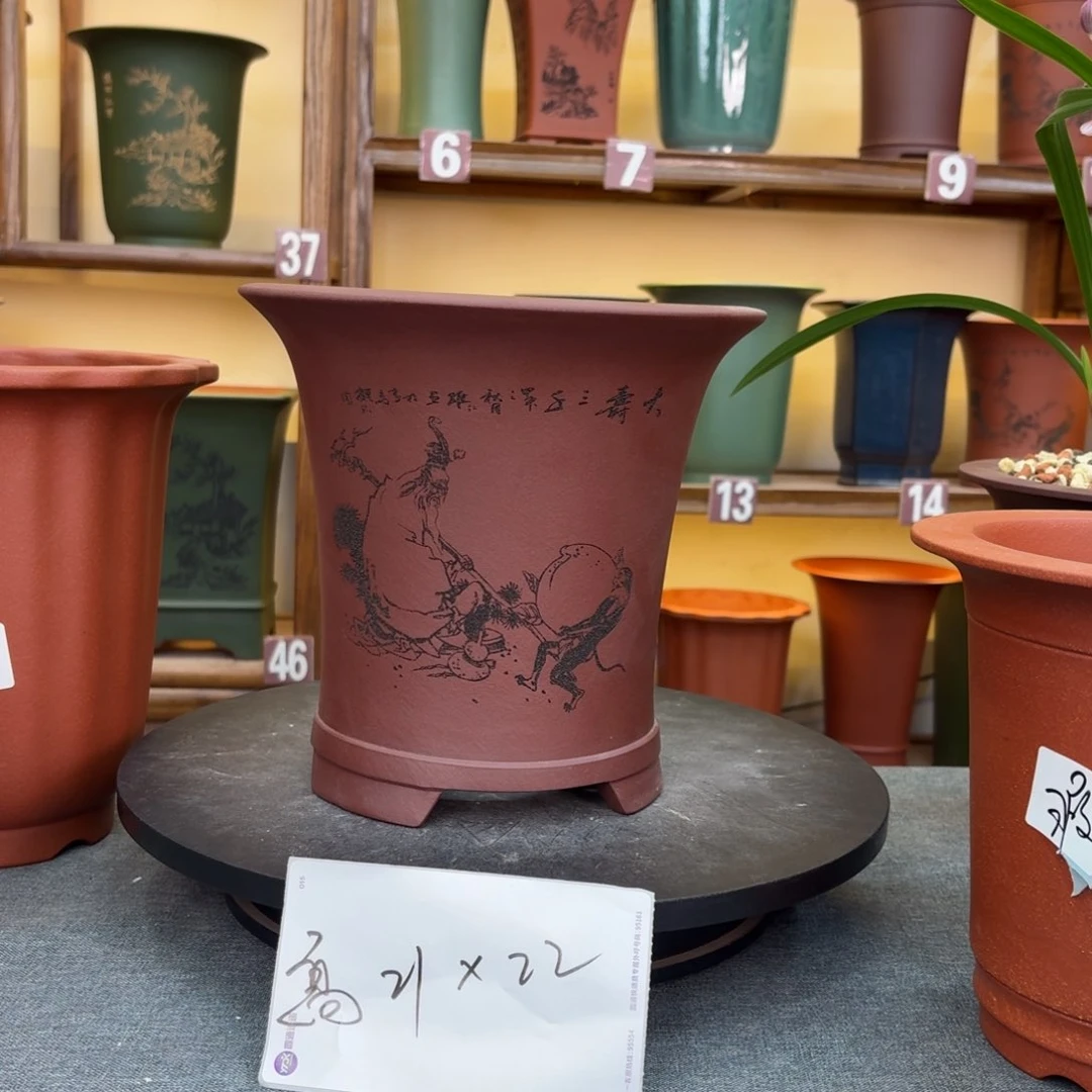 紫砂花盆兰花755685666856688