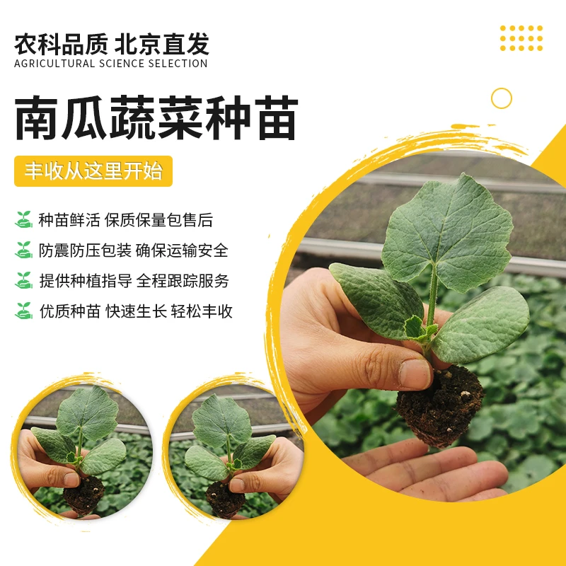 【农科院推荐】南瓜苗蔬菜种苗贝贝南瓜苗密本南瓜苗春耕节种子哥